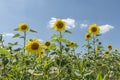 Sunflower on a meadow at a sunny summer day in front of blue sky and clouds Royalty Free Stock Photo