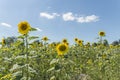 Sunflower on a meadow at a sunny summer day in front of blue sky and clouds Royalty Free Stock Photo