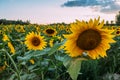 Sunflower meadow and sunset clouds Royalty Free Stock Photo