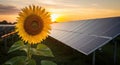 Sunflower meets solar panel at sunset Royalty Free Stock Photo