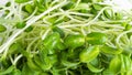 Sunflower microgreen background.