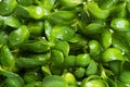 Sunflower microgreen background.