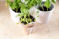 Sunflower microgreen in a clay pot. Fresh organic basil grown on a windowsill