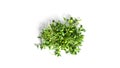 Sunflower microgreen isolated on a white background.