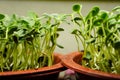 Sunflower Microgreen ready for Harvest