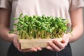 Sunflower microgreen sprouts in wooden box