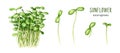 Sunflower microgreen watercolor illustration set. Hand drawn green fresh sprouts. Sunflower plant healthy microgreens