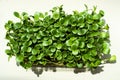 Sunflower microgreens in a plastic container