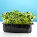 Sunflower microgreens in a plastic tray. Microgreen sprouts are healthy and fresh food. Germination of microgreens on hemp