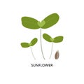 Sunflower microgreens and seed