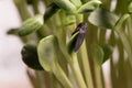 Sunflower microplants closeup after germination process Royalty Free Stock Photo
