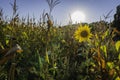 Sunflower in the middle of a corn field at sunset