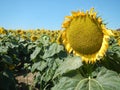 Sunflower Royalty Free Stock Photo