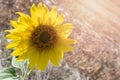 Sunflower in the middle of a mown wheat field Royalty Free Stock Photo