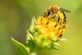 Sunflower Mining Bee - Andrena helianthi