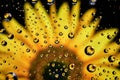 Sunflower mirroring inside small water drops.