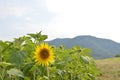 Sunflower at the mointain Royalty Free Stock Photo
