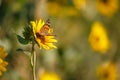 Sunflower and Monarch Butterfly Royalty Free Stock Photo