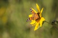 Sunflower and Monarch Butterfly Royalty Free Stock Photo