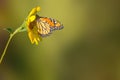 Sunflower and Monarch Butterfly Royalty Free Stock Photo