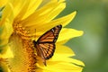 Sunflower and Monarch Royalty Free Stock Photo