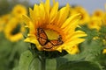Sunflower and Monarch Royalty Free Stock Photo