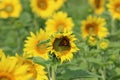 Sunflower and Monarch Royalty Free Stock Photo
