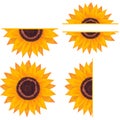 Sunflower monogram illustration, half sunflower, floral template.
