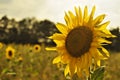 Sunflower on the field in the sunlight Royalty Free Stock Photo