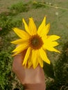 Sunflower from my backyard