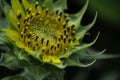 Sunflower is taken during the summer. Royalty Free Stock Photo