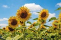 Sunflower natural background. Beautiful landscape with yellow sunflowers against the blue sky. Sunflower field, agriculture, Royalty Free Stock Photo