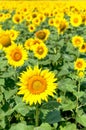 Sunflower natural background. Beautiful landscape with yellow sunflowers against the blue sky. Sunflower field, agriculture, Royalty Free Stock Photo