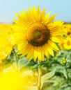 Sunflower natural background. Beautiful landscape with yellow sunflowers against the blue sky. Sunflower field, agriculture, Royalty Free Stock Photo