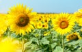 Sunflower natural background. Beautiful landscape with yellow sunflowers against the blue sky. Sunflower field, agriculture, Royalty Free Stock Photo