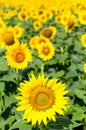 Sunflower natural background. Beautiful landscape with yellow sunflowers against the blue sky. Sunflower field, agriculture, Royalty Free Stock Photo