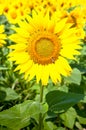 Sunflower natural background. Beautiful landscape with yellow sunflowers against the blue sky. Sunflower field, agriculture, Royalty Free Stock Photo