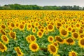 Sunflower natural background. Sunflower bloom. A field with sunflowers