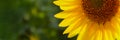 Sunflower natural background. Sunflower blooming. Agriculture field