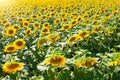 Sunflower natural background. Sunflower blooming. Close-up of sunflower