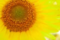 Sunflower natural background, Sunflower blooming, close up Royalty Free Stock Photo