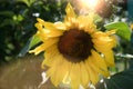 Sunflower natural background. Close-up of sunflower. Symbol of gratitude, summer, sun and longevity