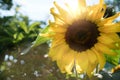 Sunflower natural background. Close-up of sunflower. Symbol of gratitude, summer, sun and longevity