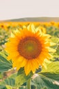 Sunflower natural background. Closeup view of sunflowers in bloom. Sunflower texture and background for design.