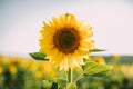 Sunflower natural background. Closeup view of sunflowers in bloom. Sunflower texture and background.