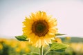 Sunflower natural background. Closeup view of sunflowers in bloom. Sunflower texture and background.