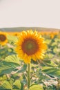 Sunflower natural background. Closeup view of sunflowers in bloom. Sunflower texture and background for design.