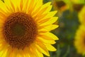 Sunflower natural background. Sunflower blooming. Agriculture field