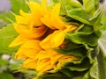 Sunflower natural background. Sunflower blooming. Close-up of sunflower.field of blooming sunflowers.Top View.