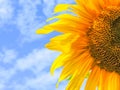 Sunflower natural background. Sunflower blooming. Close-up of sunflower.field of blooming sunflowers.Top View.